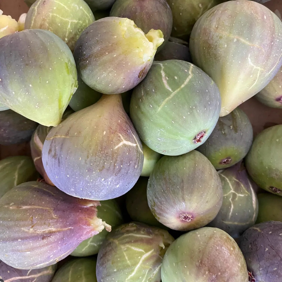 Fig Infusion by Nathalie Lorson