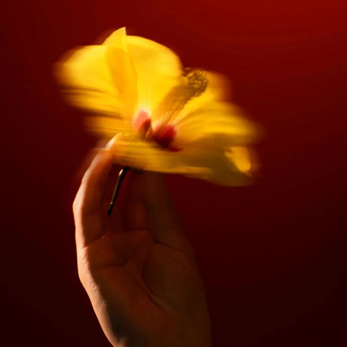 Hibiscus Mahajád Candela