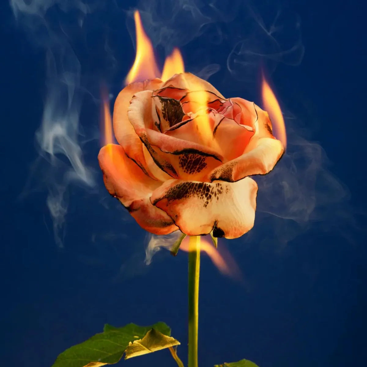 Oud Maracujà Candela